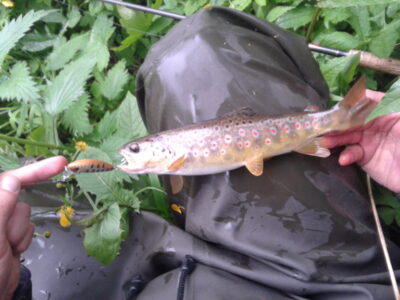 Brown Trout — Merkys