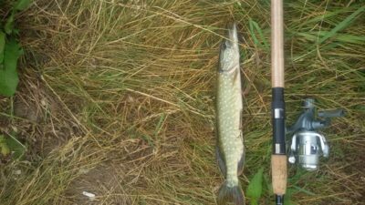 Northern Pike