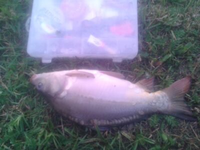 Carp, 1.4 kg — Dauniškis