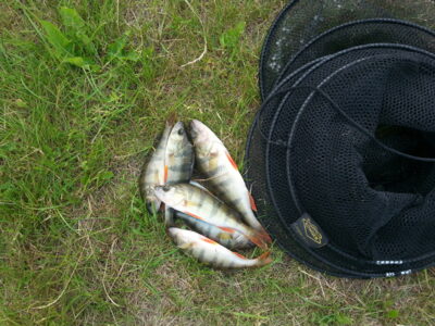 Eurasian perch ×7 — Šalčininkų II-asis