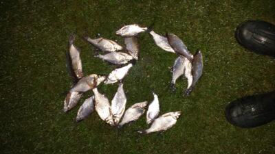 Carp bream ×19 — Nevėža