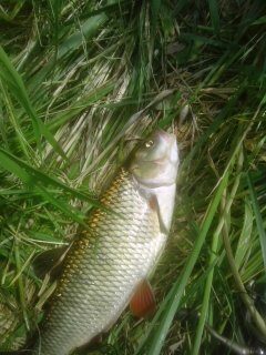 chub, 1.5 kg — Neris River
