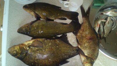 Tench — Galuonai