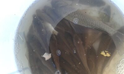 Crucian carp ×32