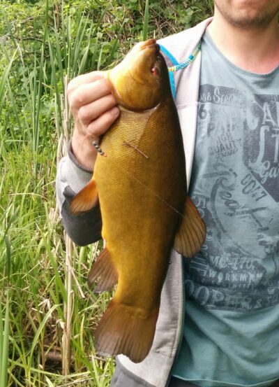 Tench, 1.5 kg — Kasikas