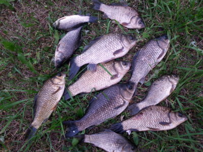 Crucian carp ×11 — Juodinis