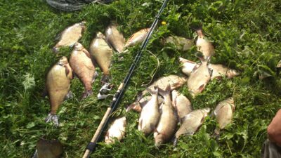 Carp bream ×20 — Asveja