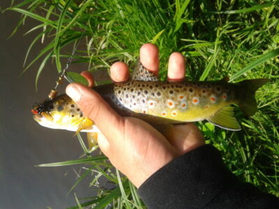 Brown Trout — Merkys