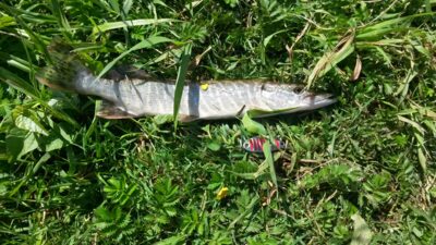 Northern Pike — Neris River
