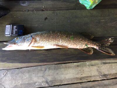 Northern Pike, 1.8 kg — Asveja