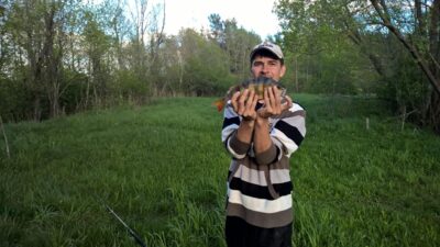 Eurasian perch, 0.6 kg