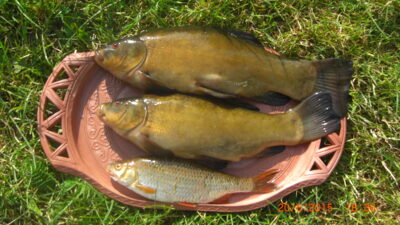 Tench
