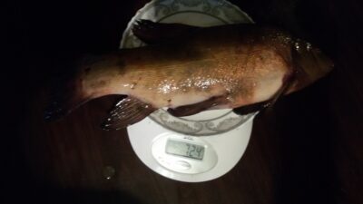 Tench — Pabradės