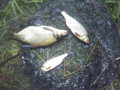 Carp bream, 0.4 kg — Bagdononių HE