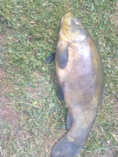 Tench, 2.0 kg — Шешупе