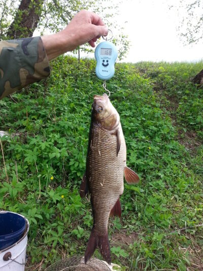 Ide, 1.7 kg