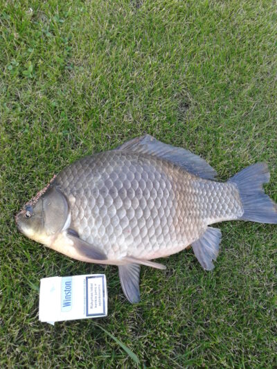 Crucian carp, 2.2 kg — Dapkiškių