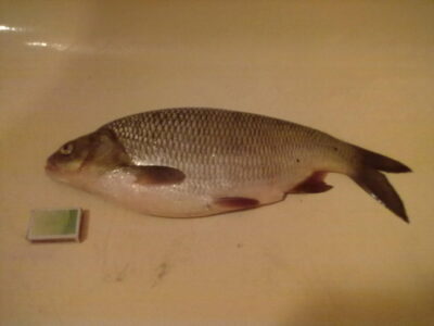 Ide, 2.5 kg