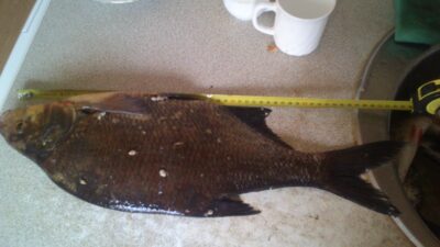 Carp bream, 2.2 kg — Asveja