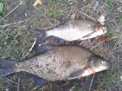 Carp bream, 0.9 kg