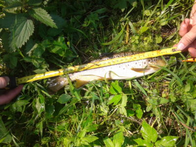 Brown Trout — Merkys
