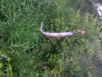 Northern Pike — Šventoji