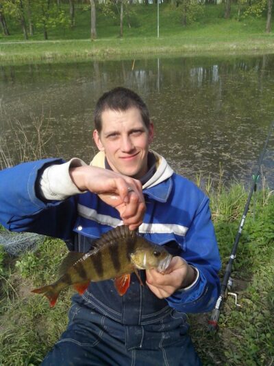 Eurasian perch, 0.5 kg — Kėdainių