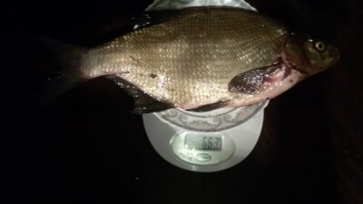 Carp bream — Pabradės