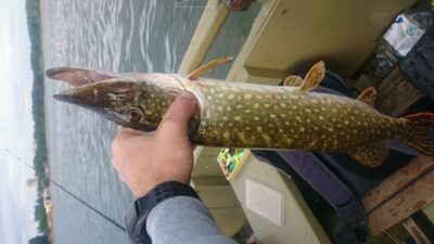 Northern Pike, 1.7 kg — Elektrėnai reservoir