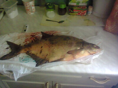 Carp bream, 2.5 kg — Nevėžis