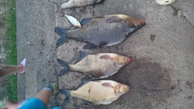 Carp bream ×3 — Baltys