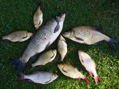Grass carp, 2.0 kg — Šaukėnų I-asis