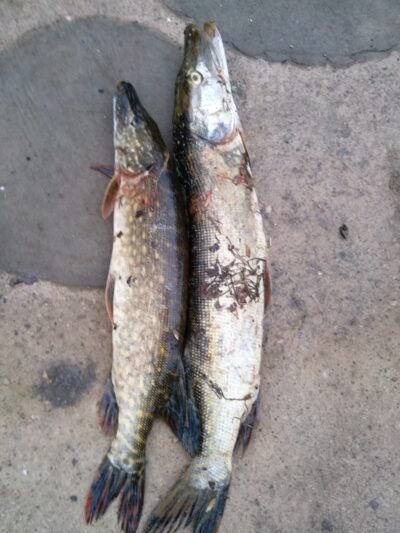 Northern Pike, 2.4 kg — Dvariukų