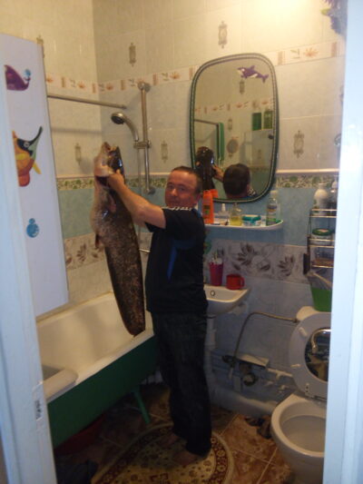 Wels catfish, 17.0 kg — Neman River