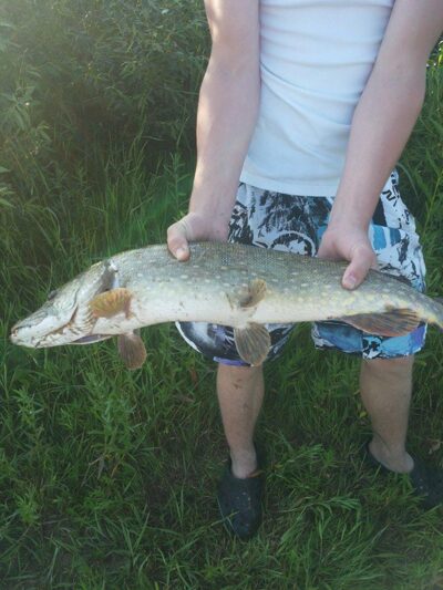 Northern Pike, 2.5 kg — Neman River