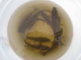 Prussian carp ×10