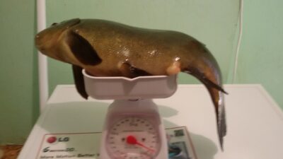 Tench, 1.7 kg