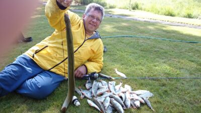 European eel, 1.2 kg — Kuršių