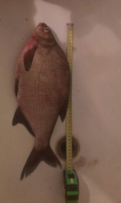 Carp bream, 2.5 kg