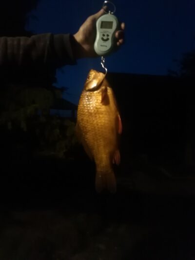 Prussian carp, 0.7 kg