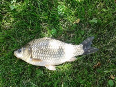 Prussian carp, 0.5 kg