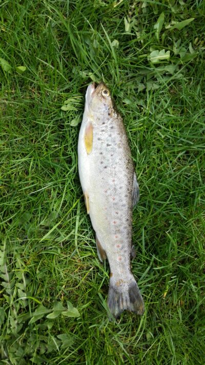 Ocean Trout, 0.9 kg