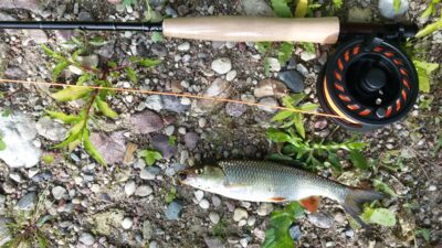 chub — Neman River