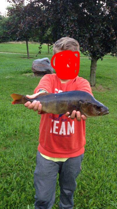 Eurasian perch