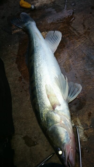 Pike perch, 0.9 kg — Kuršių