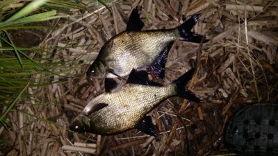 Carp bream — Šerkšnėnų HE