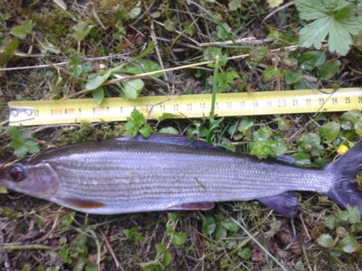 Grayling