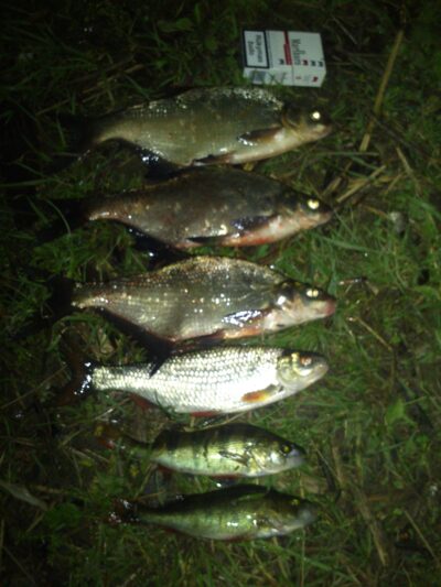 Carp bream ×3 — Ginkūnų