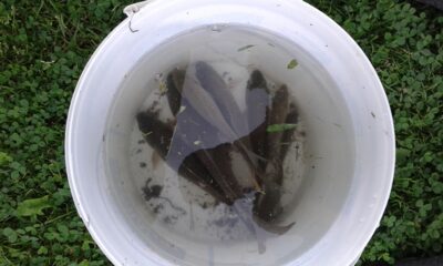 Crucian carp ×9