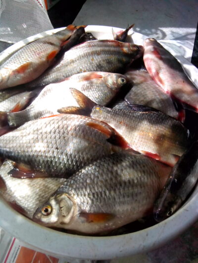 Carp bream — Minija